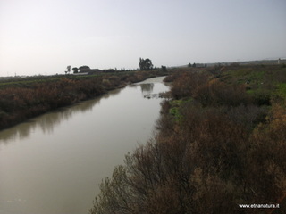 lle del Simeto-24-02-2013 10-03-03